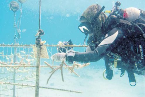 Work on restoring the coral reefs.