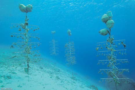 Some of the fi nished coral products.
